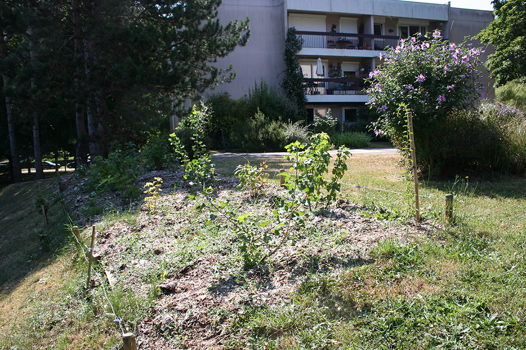 realisation-jardin-collectif-square-coquelicots-verriere-le-buisson